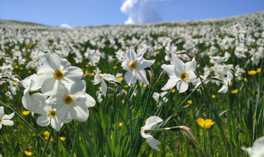 Keti Meadow